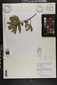 Quercus imbricaria image