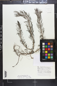 Myriophyllum heterophyllum image