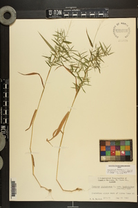 Dichanthelium dichotomum var. ramulosum image