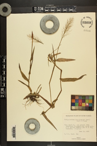 Dichanthelium erectifolium image