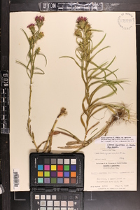 Liatris squarrosa image