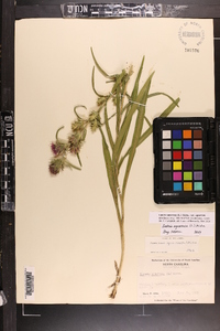 Liatris squarrosa image