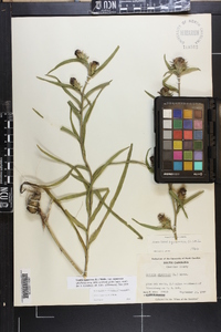 Liatris squarrosa image