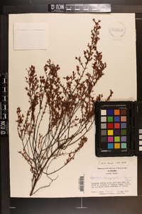 Hypericum brachyphyllum image