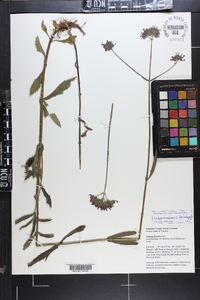 Verbena bonariensis image