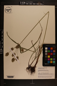 Cyperus retrofractus image