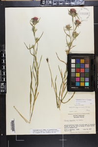 Liatris squarrosa image