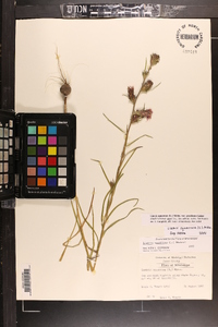 Liatris squarrosa var. gracilenta image