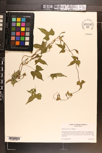 Ipomoea lacunosa image