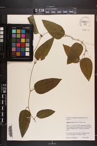 Smilax walteri image