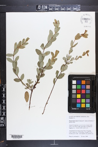 Hypericum crux-andreae image