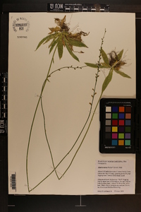 Aletris aurea image