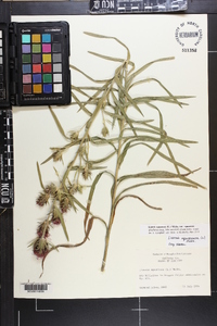 Liatris squarrosa image