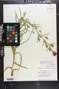 Liatris squarrosa image