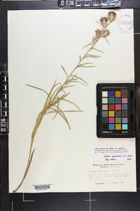 Liatris squarrosa image