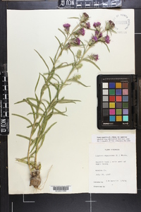 Liatris squarrosa image