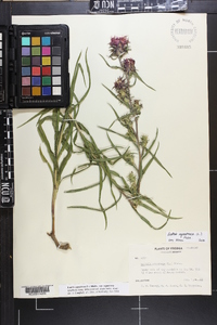 Liatris squarrosa image