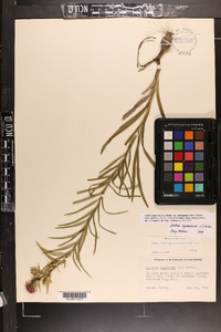 Liatris squarrosa var. alabamensis image