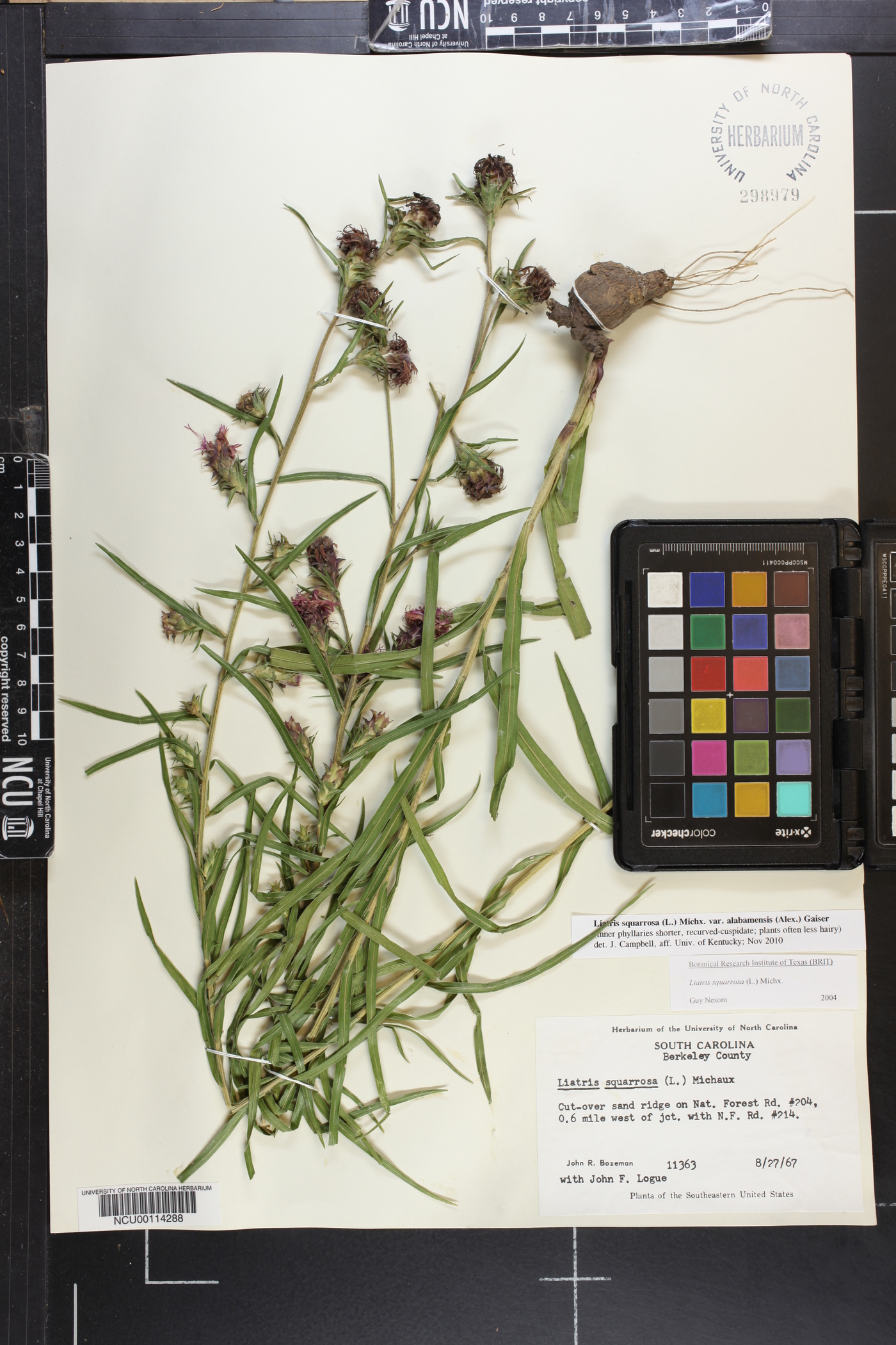 Liatris squarrosa var. alabamensis image