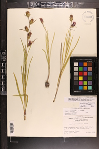 Liatris squarrosa image