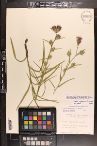 Liatris squarrosa var. gracilenta image