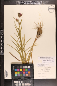 Liatris squarrosa var. gracilenta image