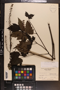 Actaea racemosa image