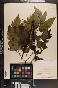 Actaea racemosa image