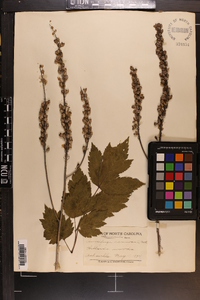 Actaea racemosa image