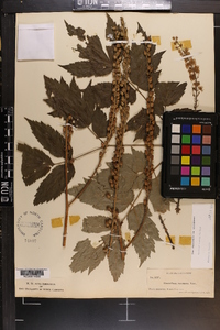 Actaea racemosa image