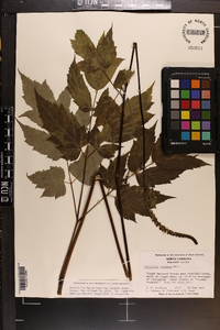 Actaea racemosa image