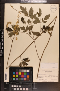 Actaea racemosa image