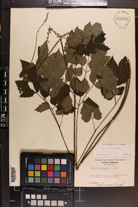 Actaea racemosa image