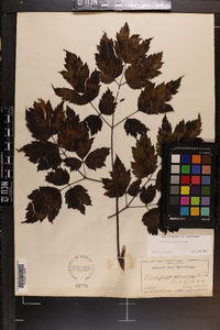 Actaea racemosa image