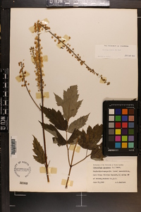 Actaea racemosa image