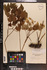 Actaea racemosa image