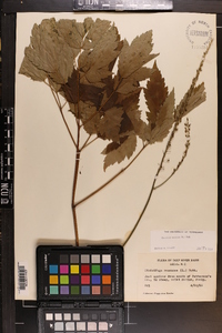 Actaea racemosa image