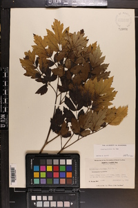 Actaea racemosa image