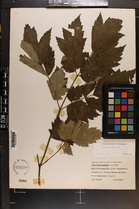 Actaea racemosa image