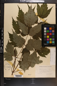 Actaea racemosa image