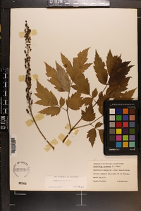 Actaea racemosa image