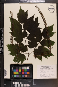 Actaea racemosa image