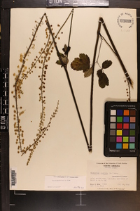 Actaea racemosa image