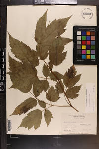 Actaea racemosa image