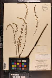 Actaea racemosa image