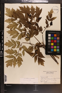 Actaea racemosa image