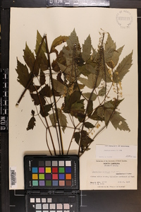 Actaea racemosa image