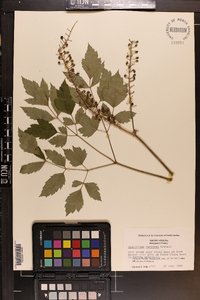 Actaea racemosa image