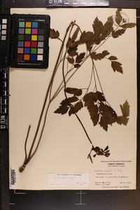 Actaea racemosa image