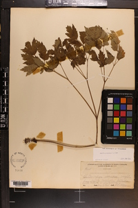 Actaea racemosa image